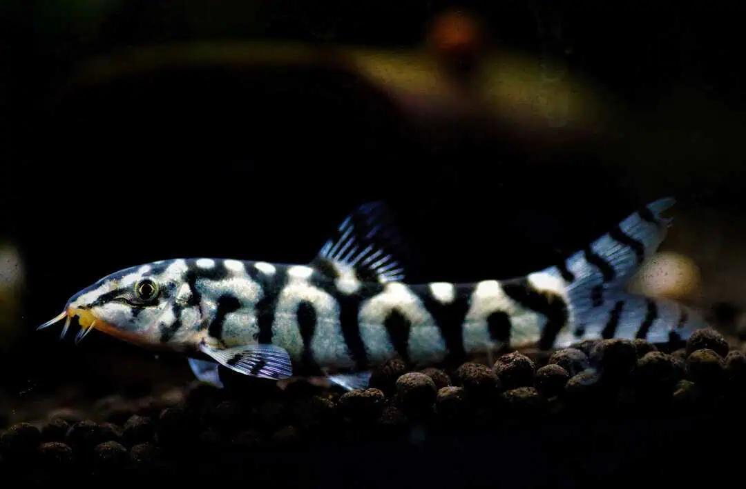 Botia lohachata -Netzschmerle