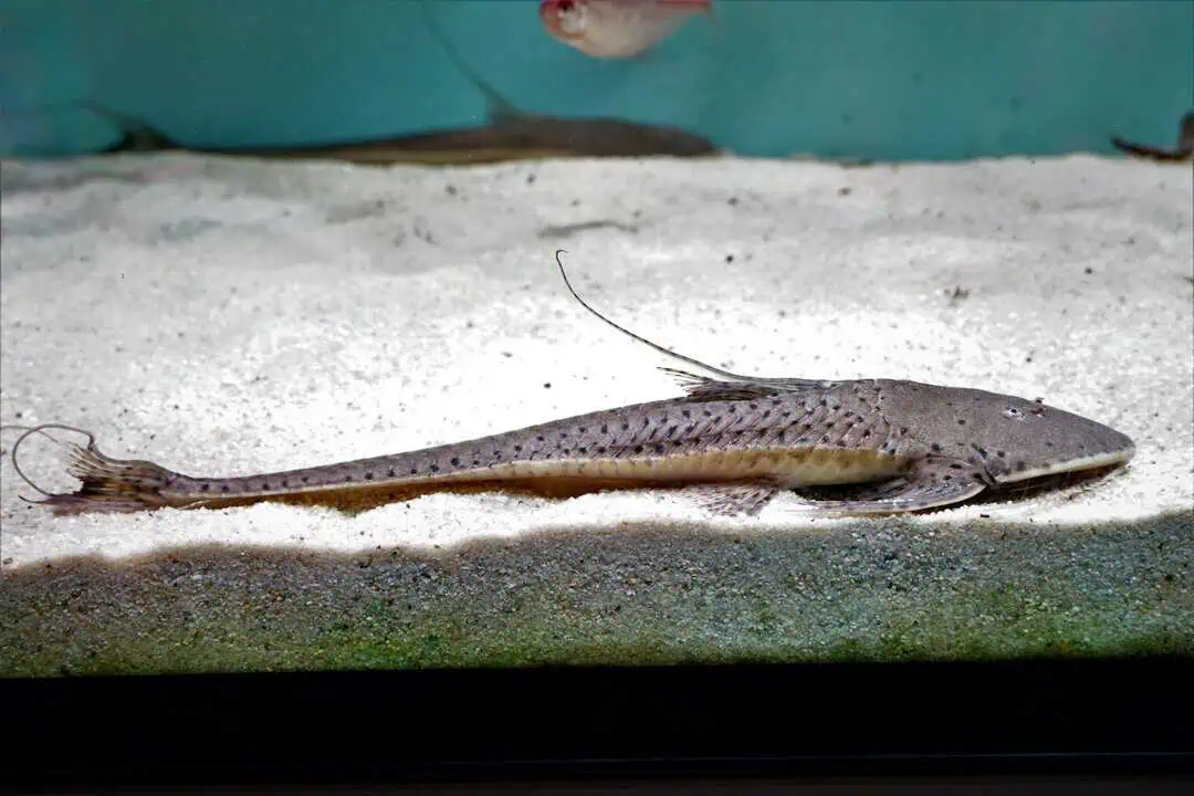 Planiloricaria cryptodon - Rundkopf Flunderharnischwels 25-28cm