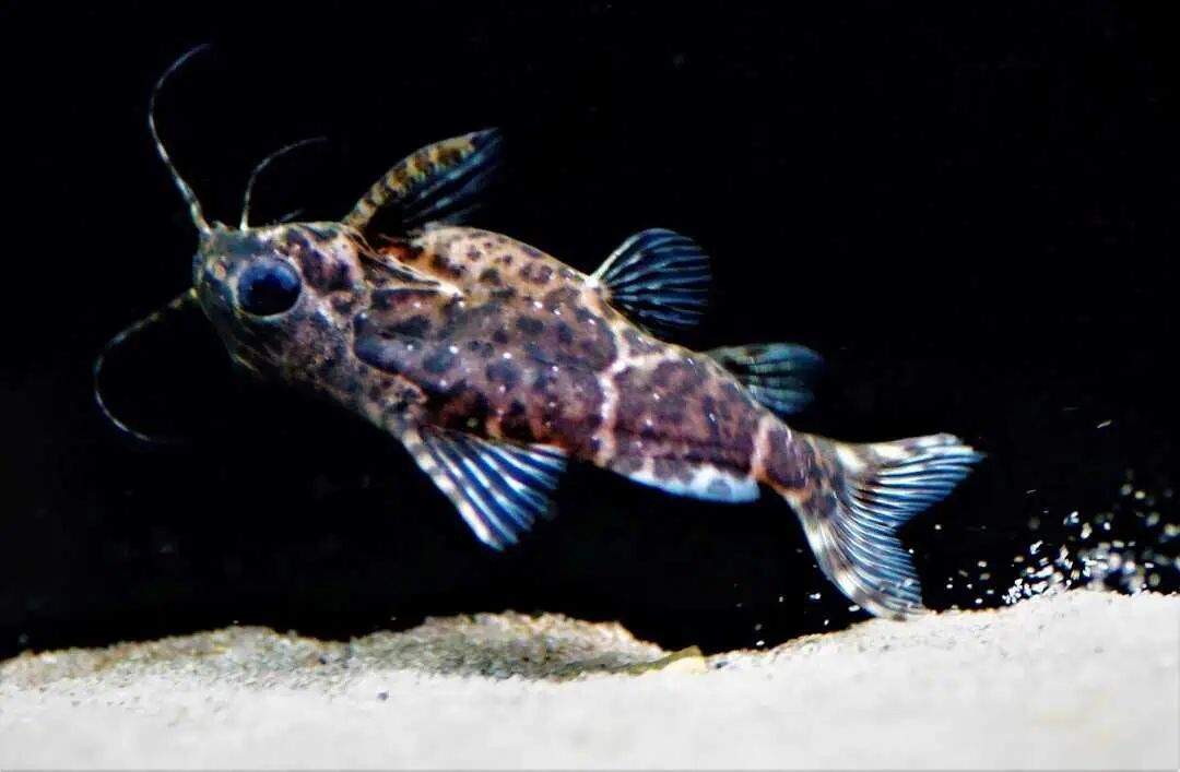 Synodontis nigriventris - Rückenschwimmender Kongowels