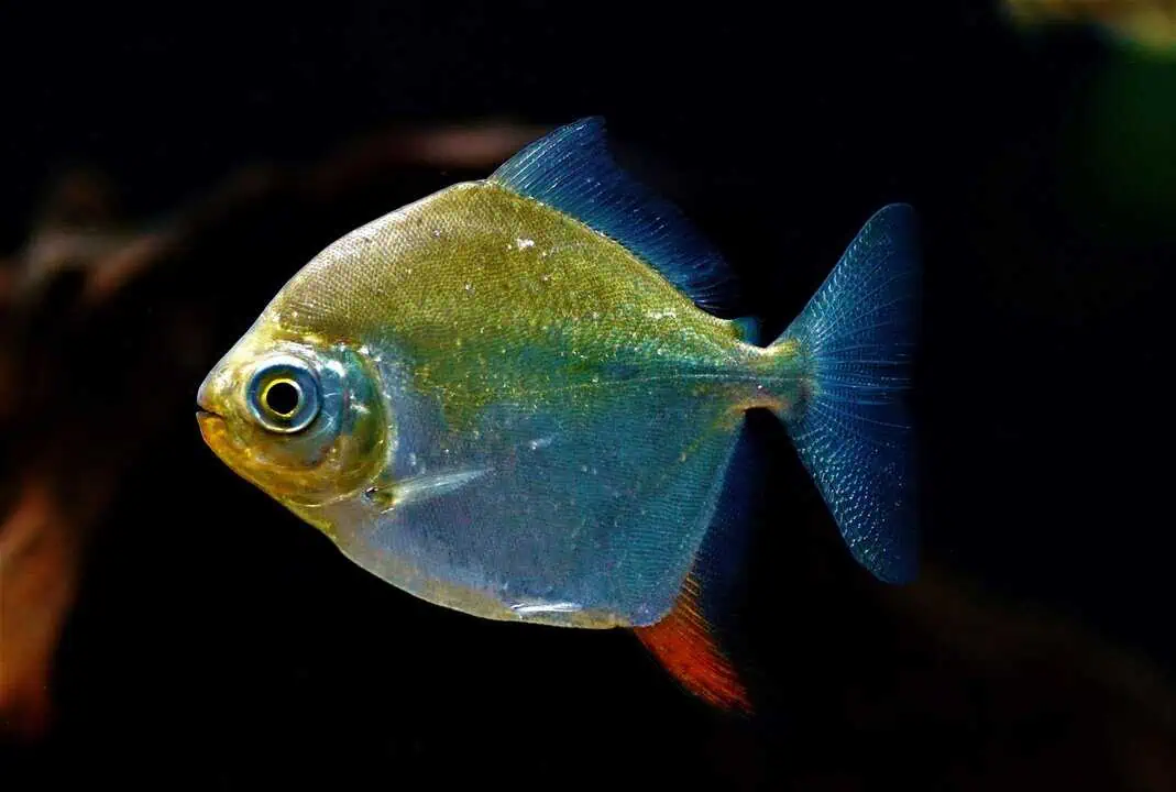 Myloplus rubripinnis - Haken Scheibensalmler