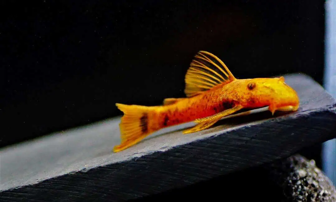 L144 Ancistrus sp. Rot - Roter Antennenwels