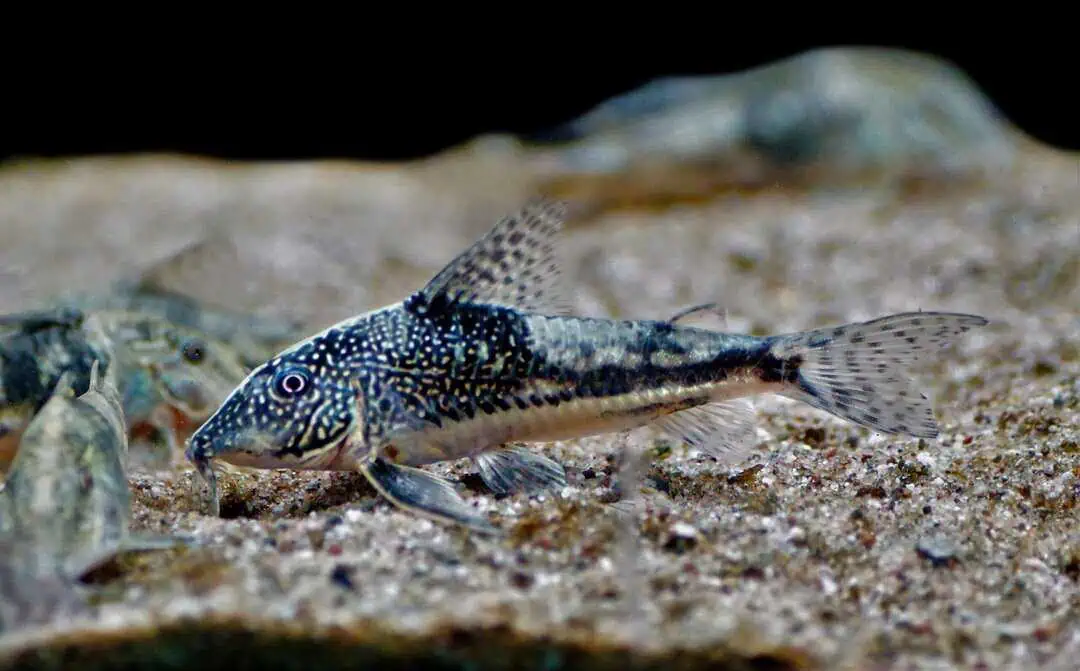 Scleromystax barbatus - Schabracken Panzerwels