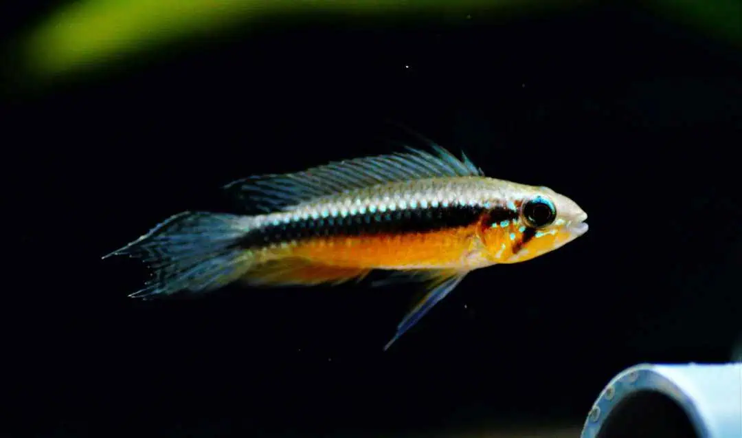 Apistogramma Elizabethae "red belly" - Elisabeths Zwergbuntbarsch