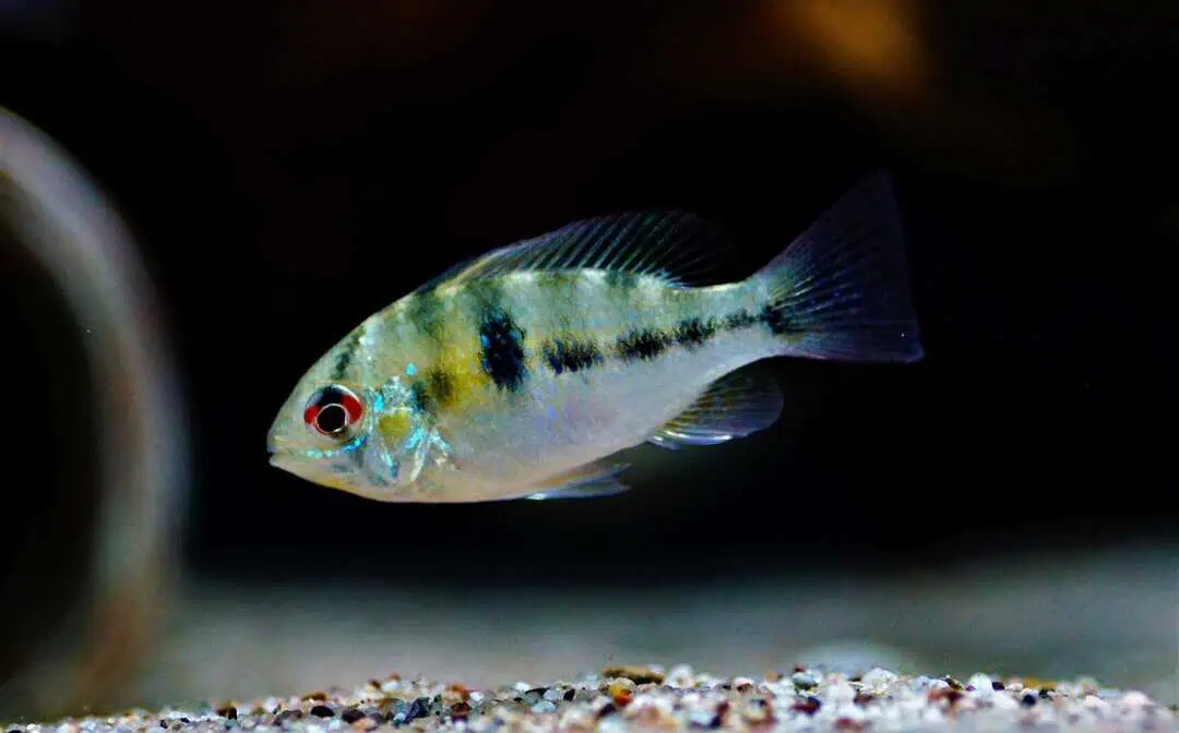 Mikrogeophagus Ramirezi - Schmetterlingsbuntbarsch WF