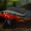 Apistogramma Elizabethae