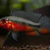 Apistogramma Elizabethae