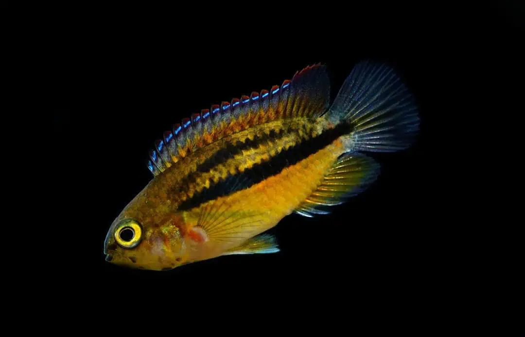 Nannacara anomala - Glänzender Zwergbuntbarsch