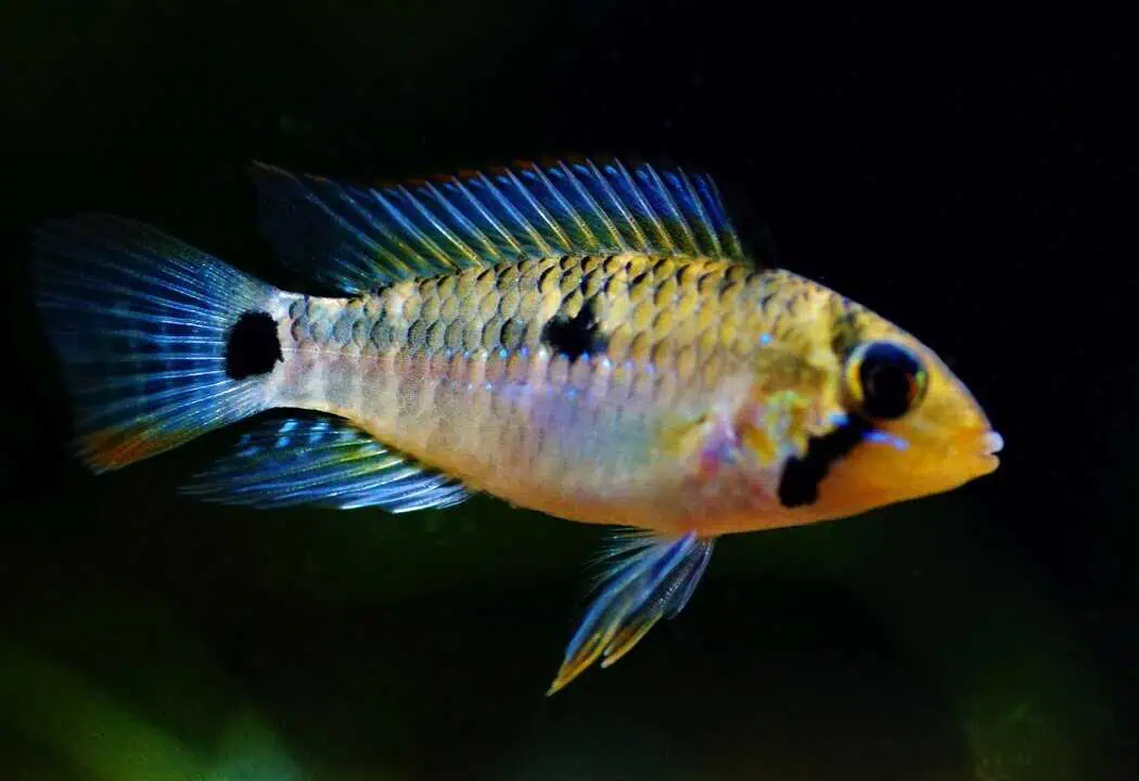 Apistogramma hoignei - Hoignes Zwergbuntbarsch