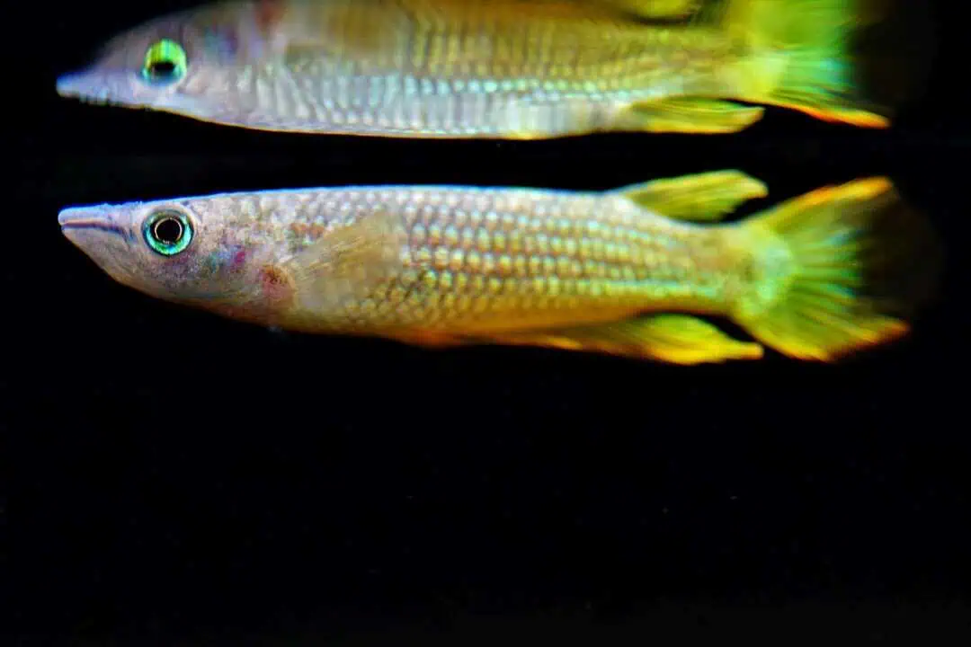 Aplocheilus lineatus gold - Goldener Streifenhechtling