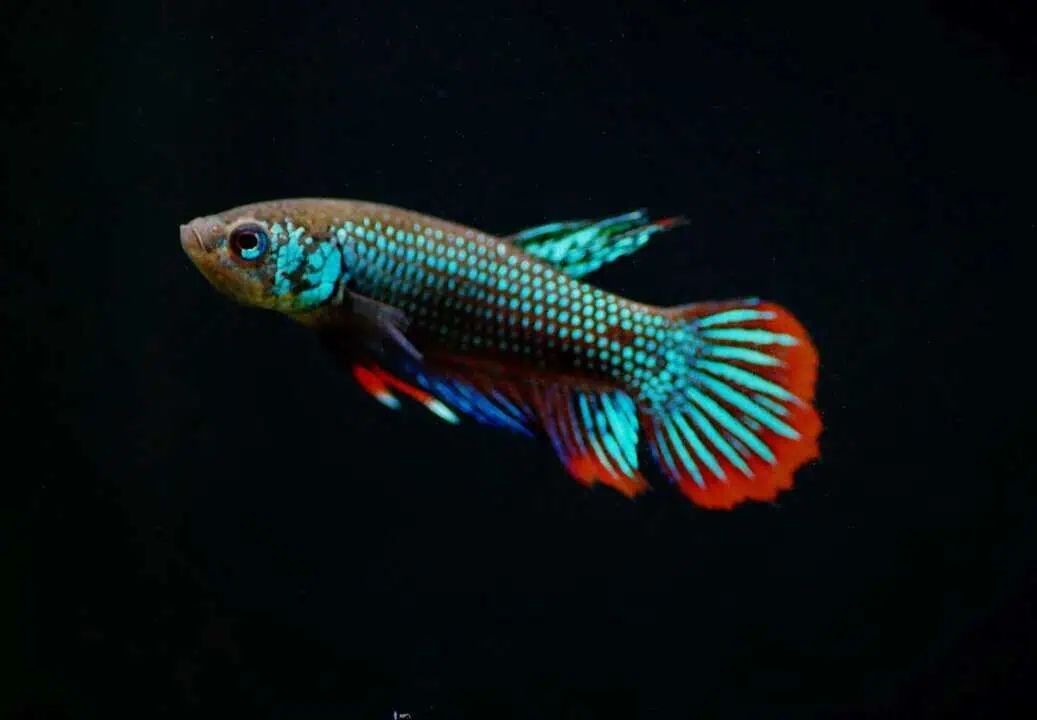 Betta Imbellis - friedlicher Kampffisch