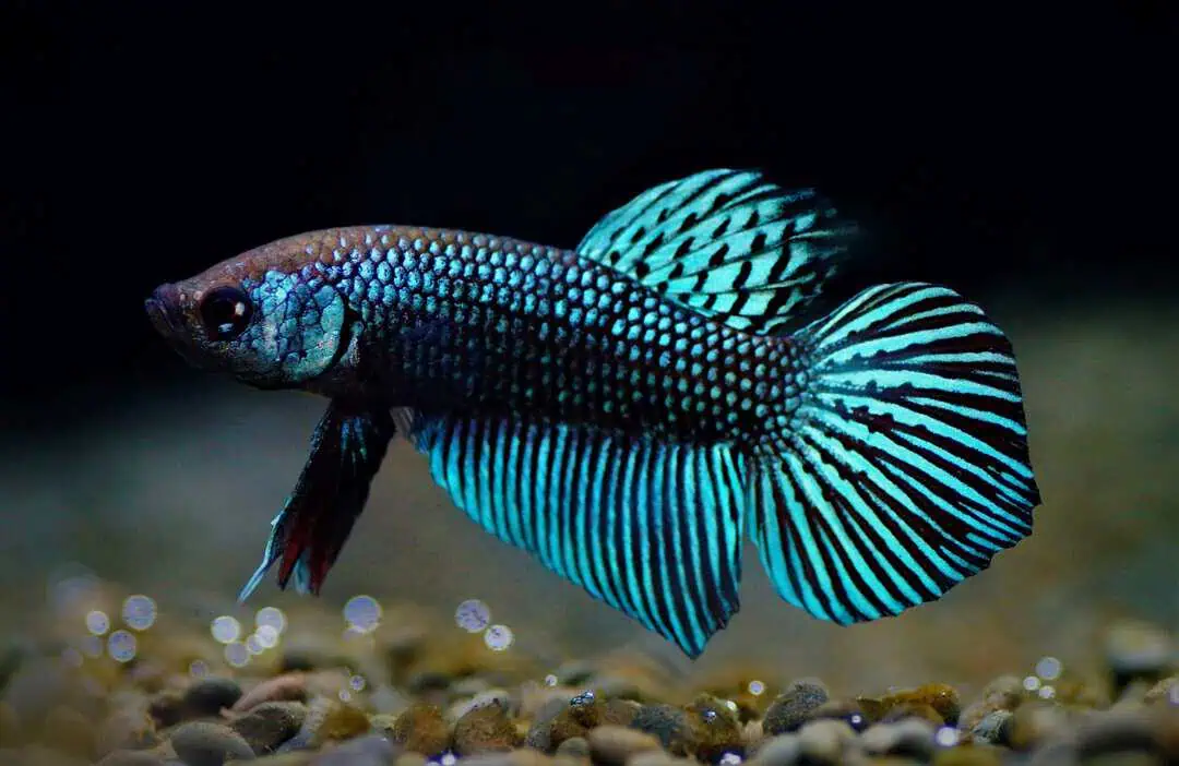 Betta mahachaiensis - Mahachai Kampffisch