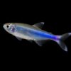 Blauer Perusalmler