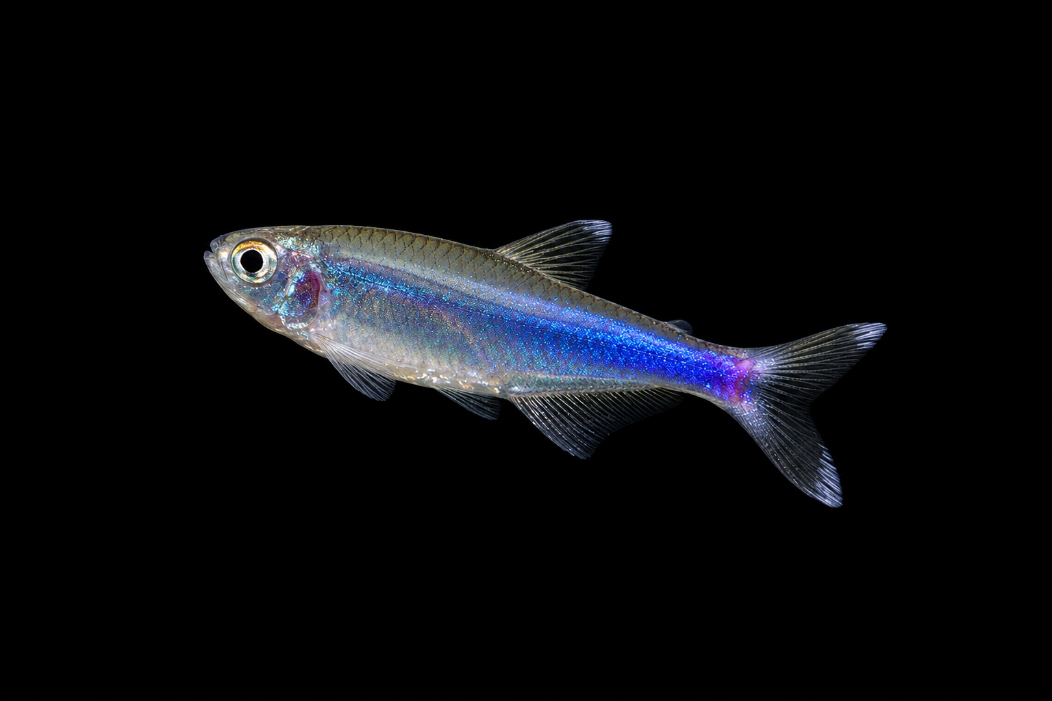 Blauer Perusalmler
