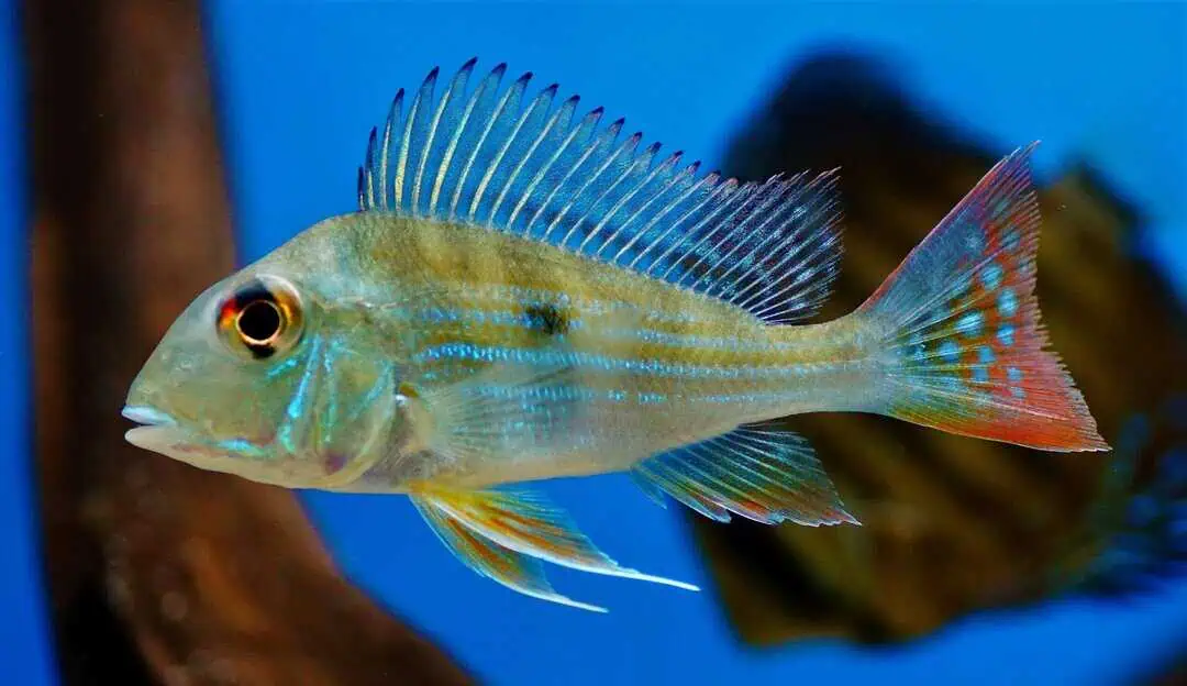 Geophagus surinamensis - Rotstreifen Erdfresser