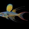 Filigran Regenbogenfisch
