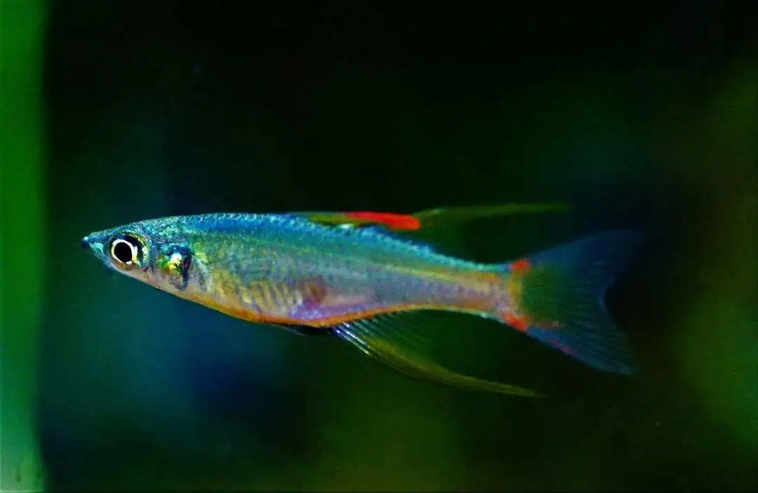 Iriatherina werneri - Filigran Regenbogenfisch