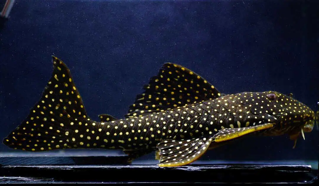 L48 Scobinancistrus pariospilos - Gefleckter Pfauenharnischwels