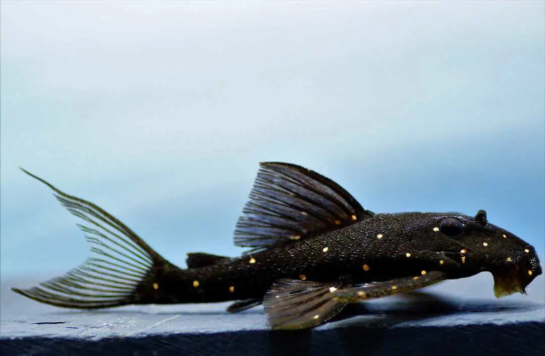 LDA31 Panaqolus albomaculatus - Orangepunkt Harnischwels WF ca. 8cm