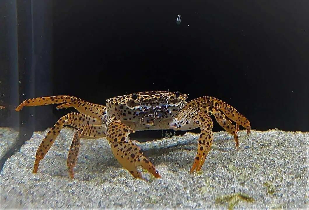 Parathelphusa pantherina - Pantherkrabbe