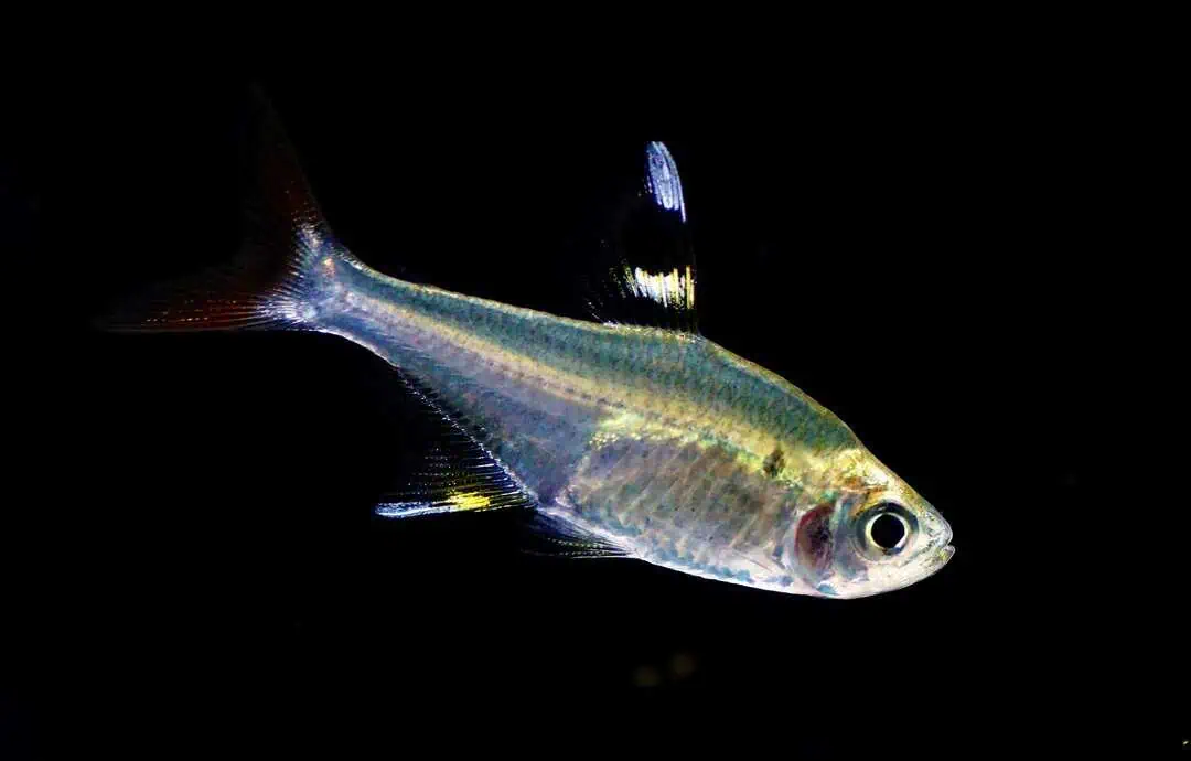 Pristella maxillaris - Sternflecksalmler