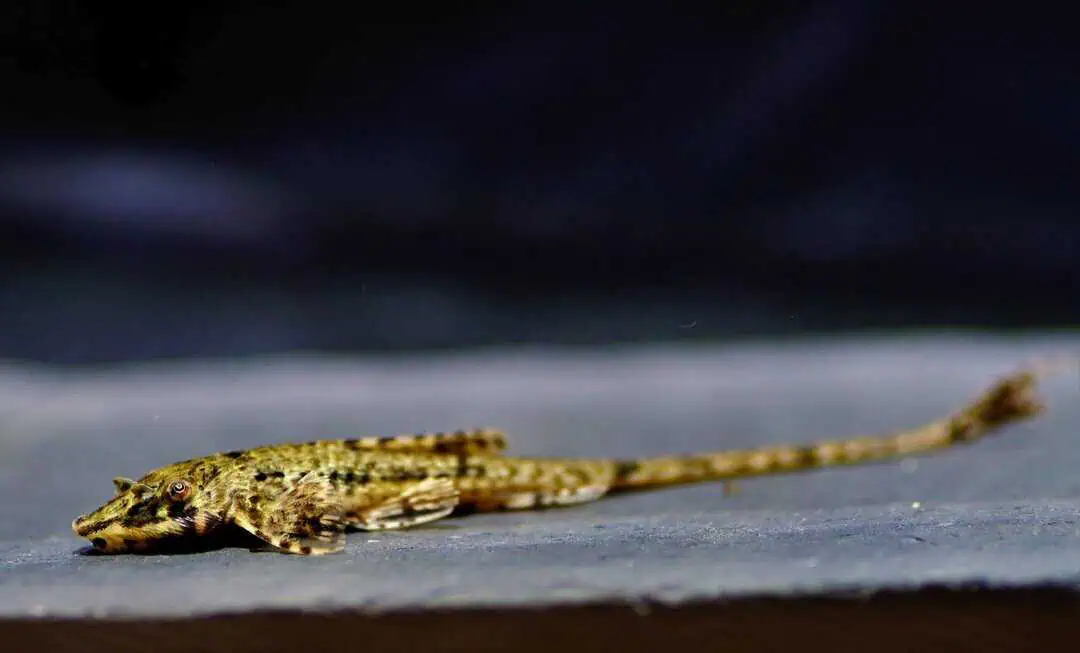 Rineloricaria beni - Zwerghexenwels