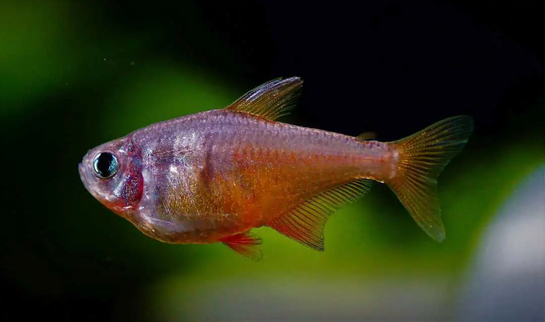Hyphessobrycon flammeus - Roter von Rio