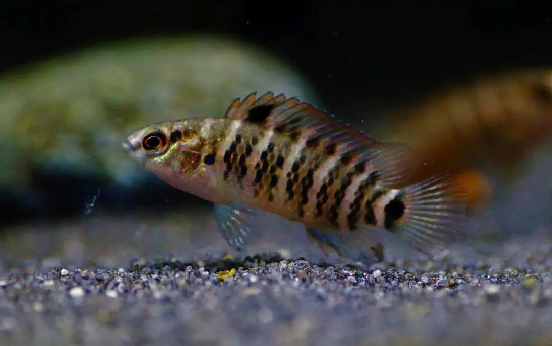 Badis laspiophilus - Rot Orangefarbener Blaubarsch