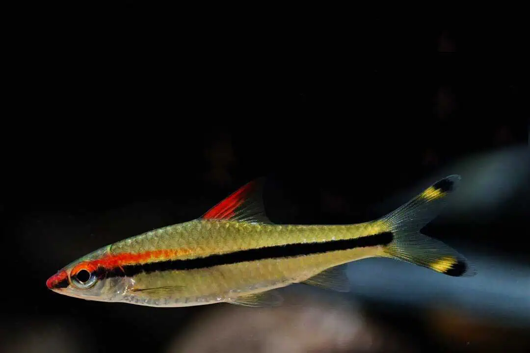 Puntius denisonii, Sahyadria denisonii - Rotstrichalgenfresser