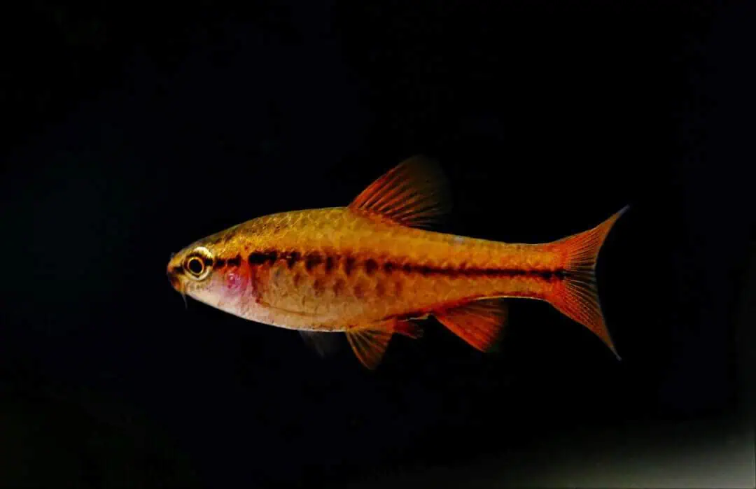 Puntius titteya - Bitterlings Barbe