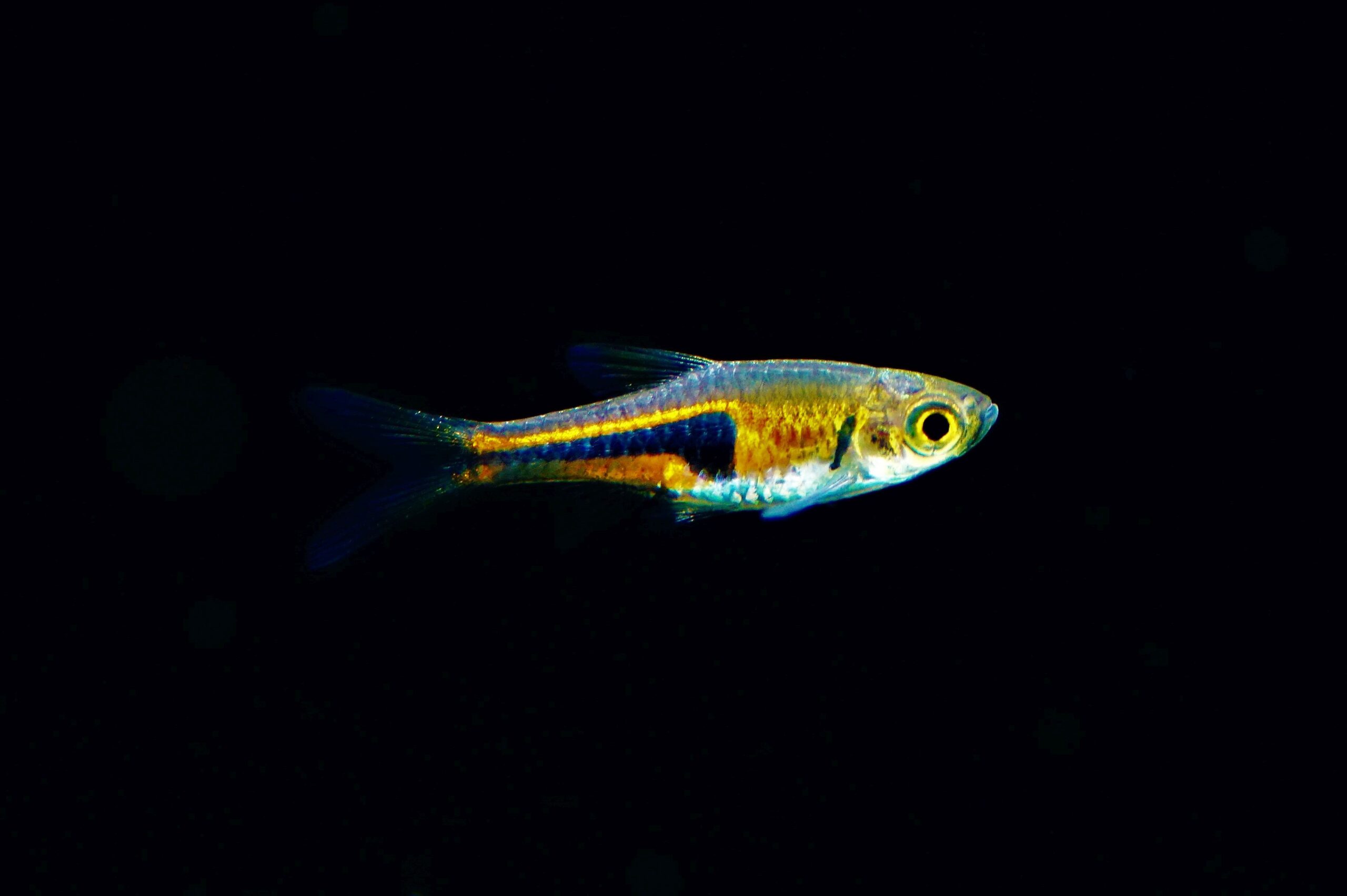 Trigonostigma heteromorpha blue - Keilfleckbarbe - Fishtopia