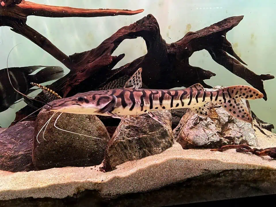 Pseudoplatystoma fasciatum - Tigerspatelwels ca. 30cm