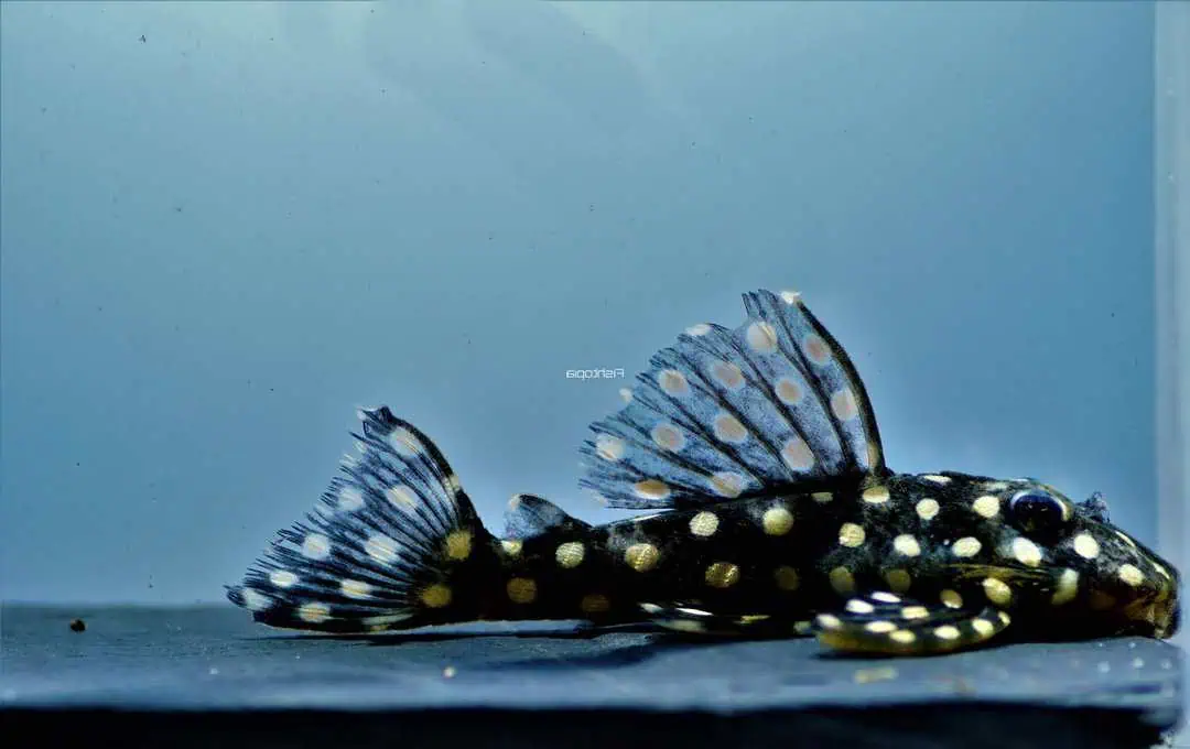 L201 Hypancistrus sp. - Orinoco Engelsharnischwels