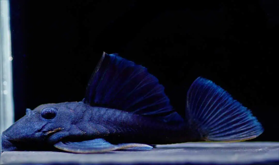 L239 Baryancistrus beggini - Blauflossen Zwergharnischwels