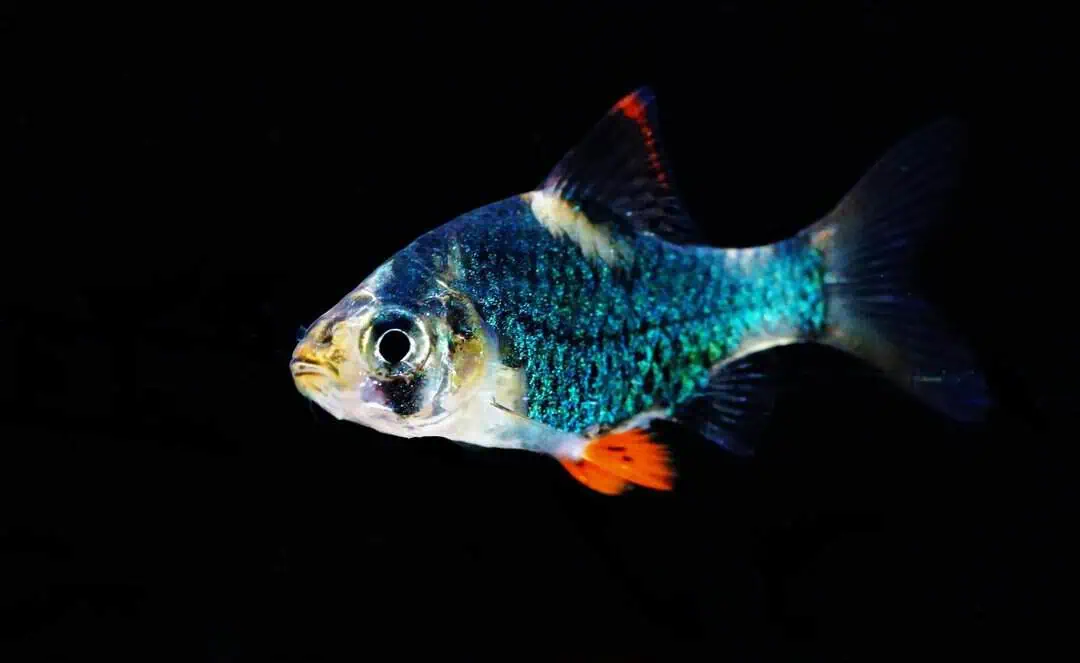 Puntigrus tetrazona green - grüne Sumatrabarbe