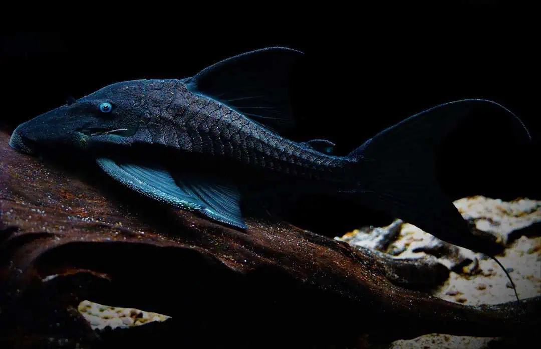 Panaque suttoni - Blauaugen Harnischwels 22-25cm