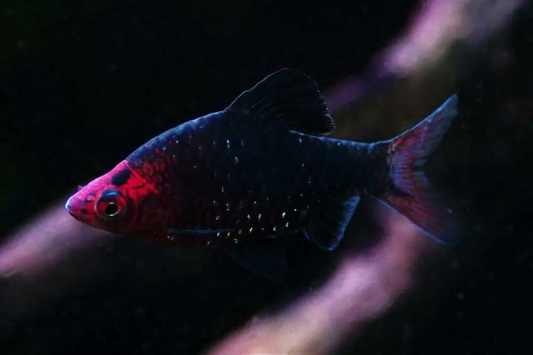 Pethia nigrofasciata - Purpurkopf Barbe