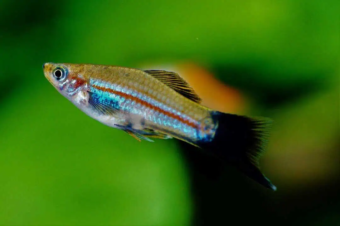 Xiphophorus hellerii - Schwertträger Mix