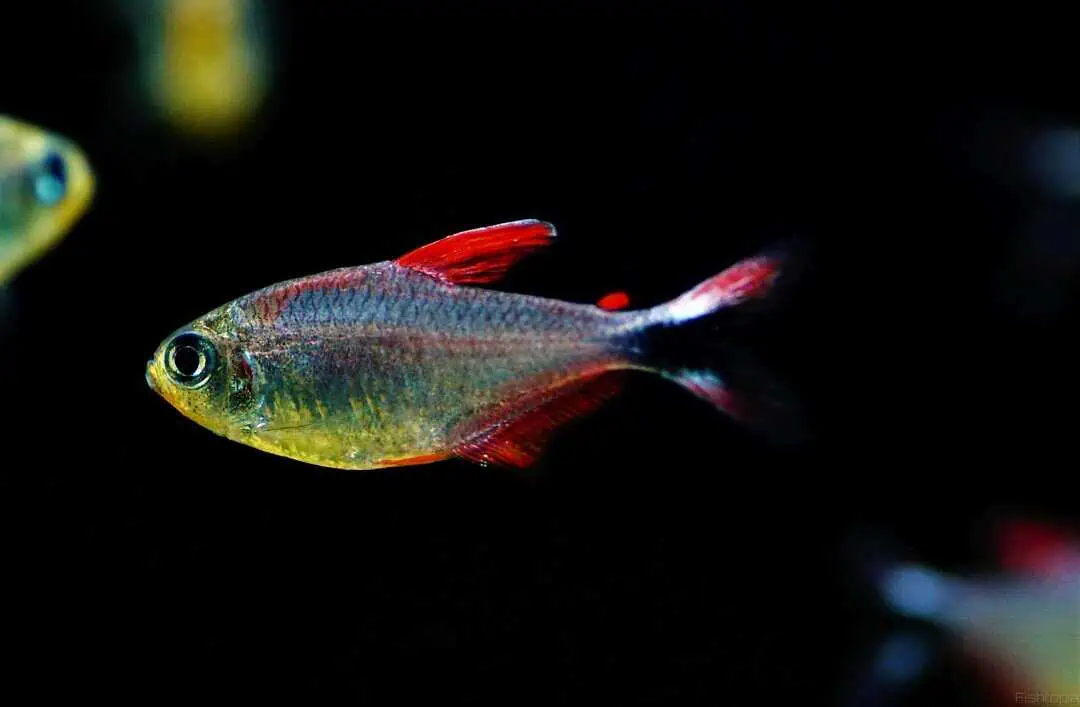 Hyphessobrycon robustulus - Panduro Salmler