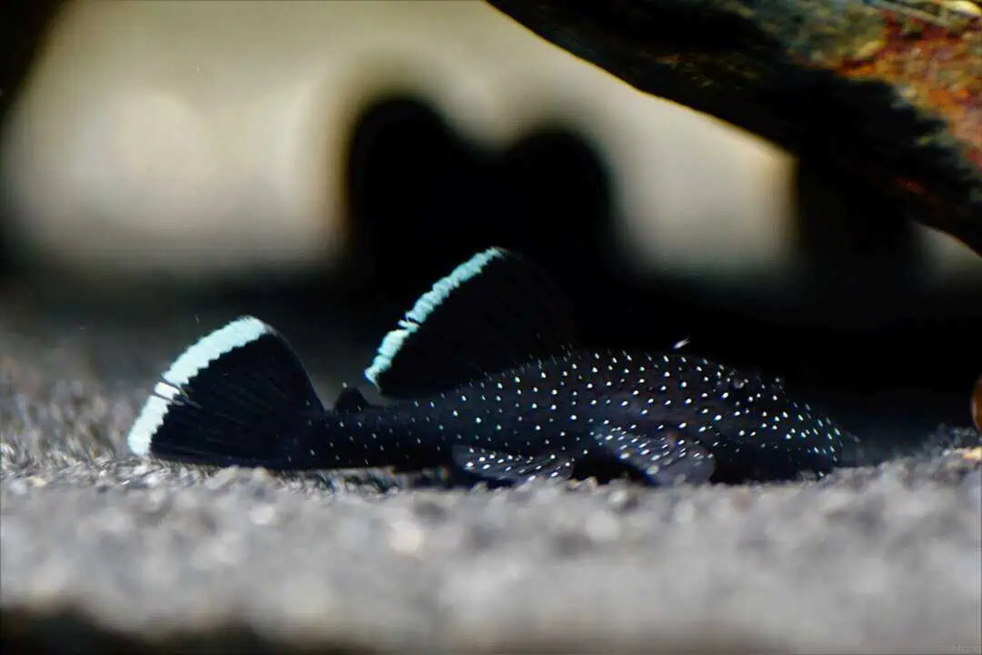 L183 Ancistrus dolichopterus - Weißsaum Antennenwels 4-5cm