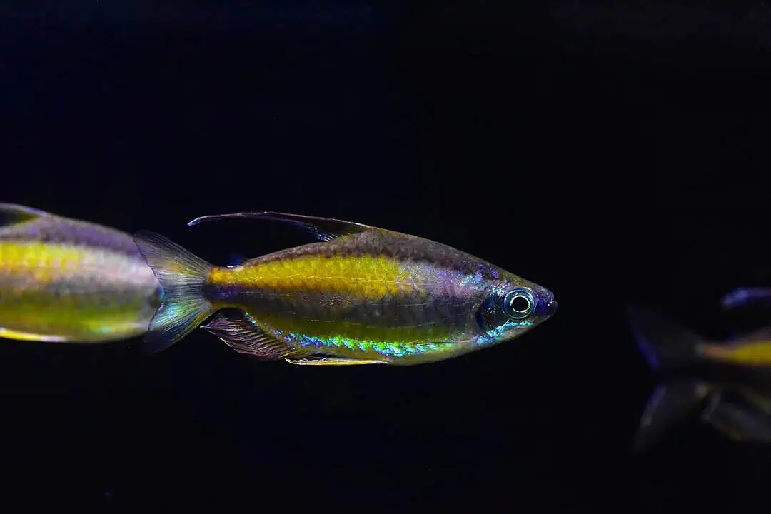 Phenacogrammus aurantiacus - Goldener Kongosalmler