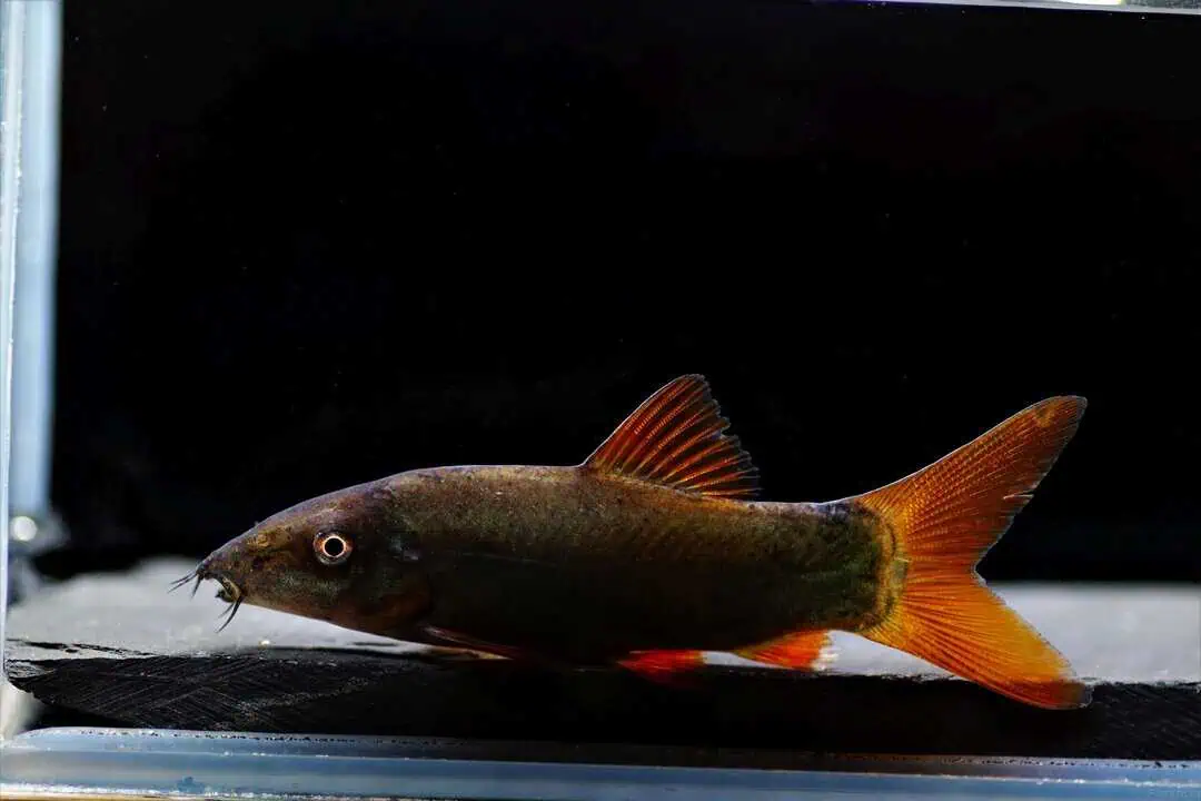 Yasuhikotakia (Botia) modesta - Rotflossenschmerle