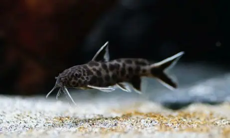 Synodontis petricola - Fiederbartwels