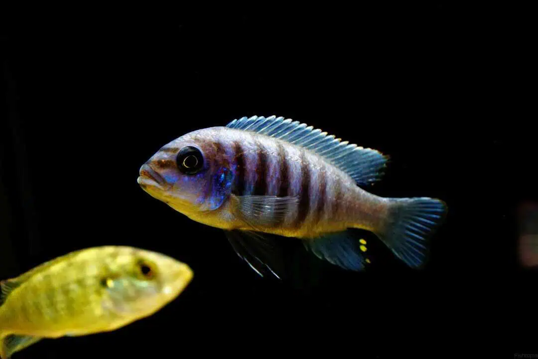 Pseudotropheus zebra - Blauer Zebrabuntbarsch