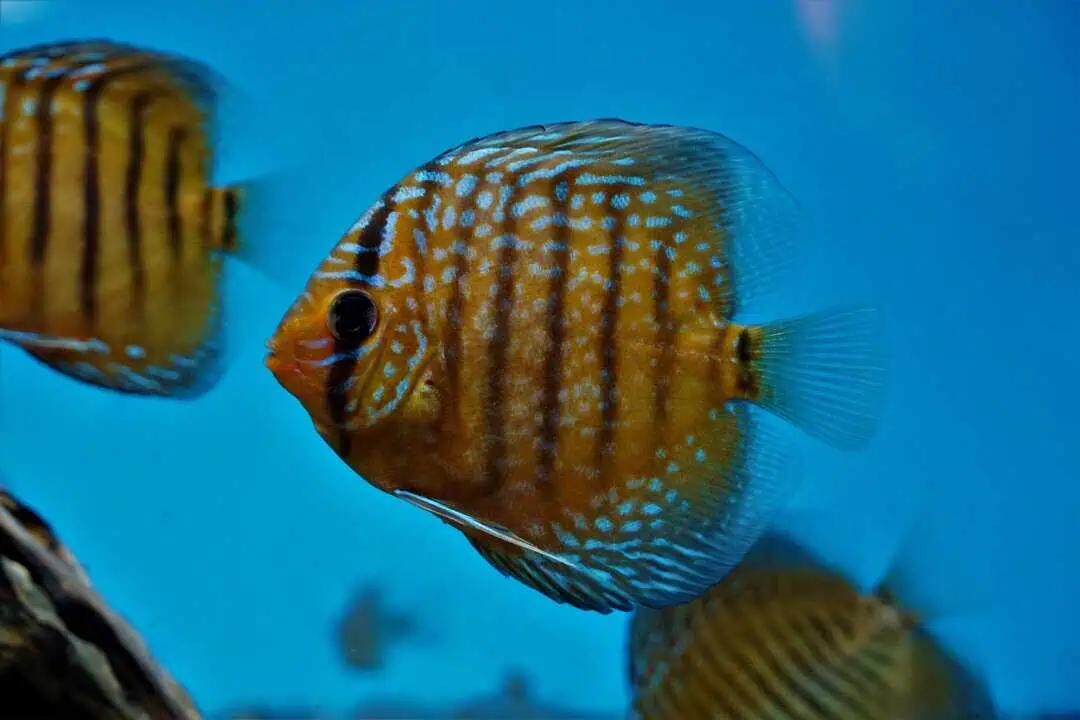 Symphysodon aequifasciatus - Diskus Axelrodi NZ 6-7cm