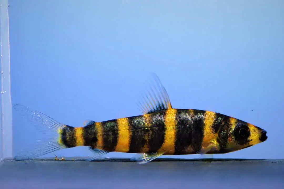 Leporinus tigrinus - Tiger Leporinus