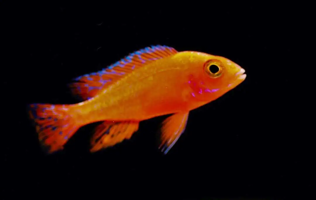 Aulonocara spec. Dragon Blood - Malawi Buntbarsch