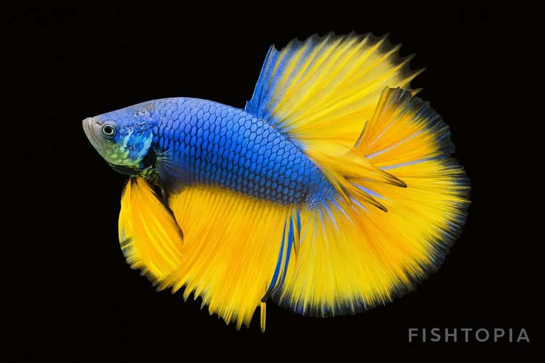 Betta splendens Halfmoon Mustard- Kampffisch