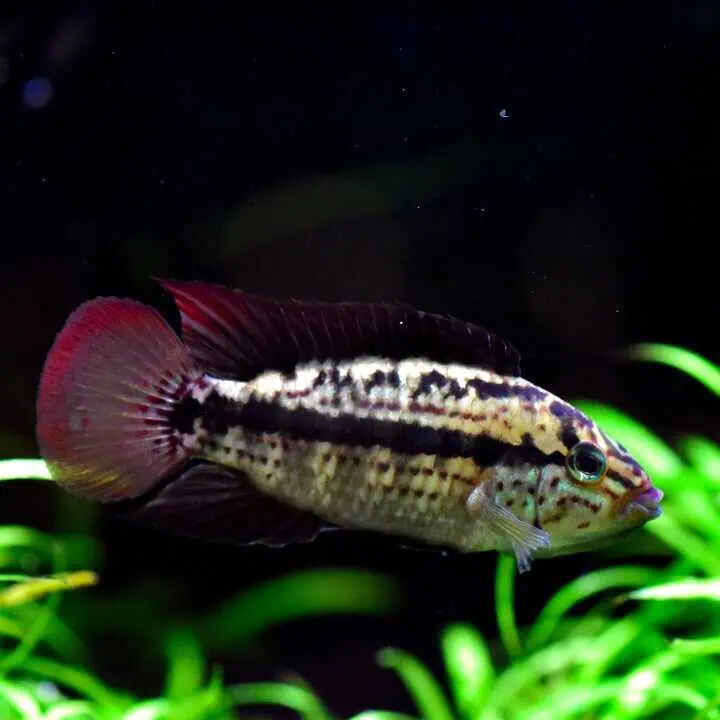 Apistogramma kullanderi - Kullanderi Zwergbuntbarsch