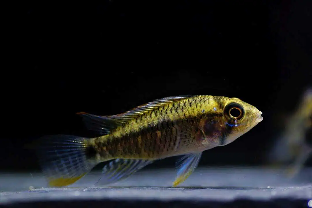 Apistogramma sp. red point - Red point Zwergbuntbarsch