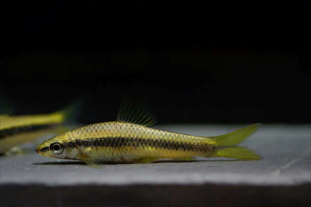 Crossocheilus siamensis - Siamesische Rüsselbarbe